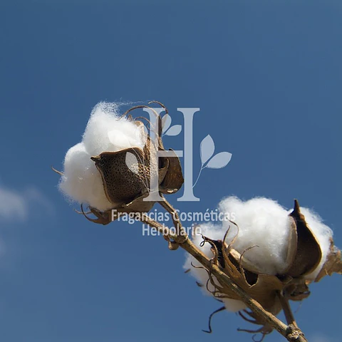 Algodón Fragancia  30 ml
