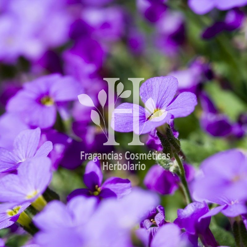 Violeta  Fragancia 30 ml