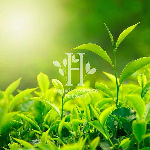 Té Verde Fragancia 30 ml