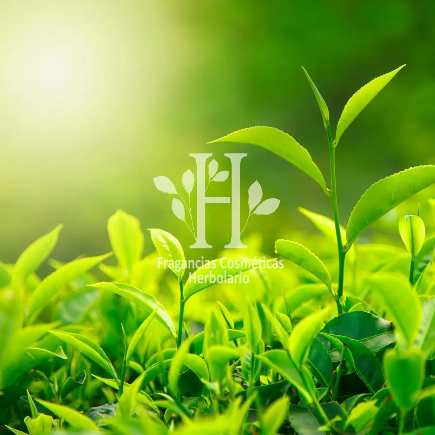 Té Verde Fragancia 30 ml 1