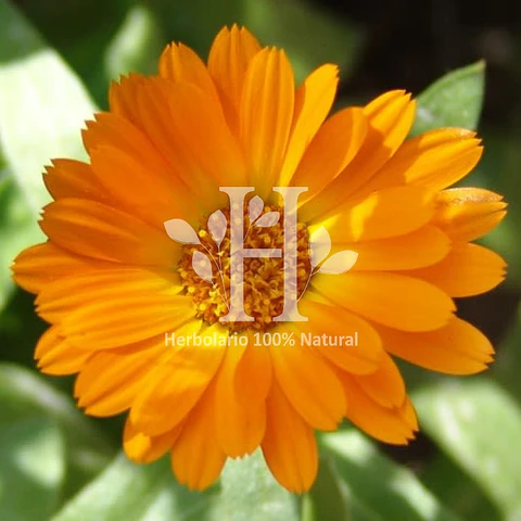 Caléndula Fragancia 30 ml