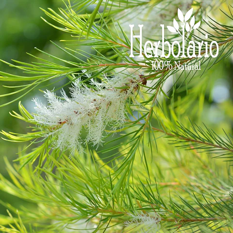 Árbol del Té Aceite Esencial