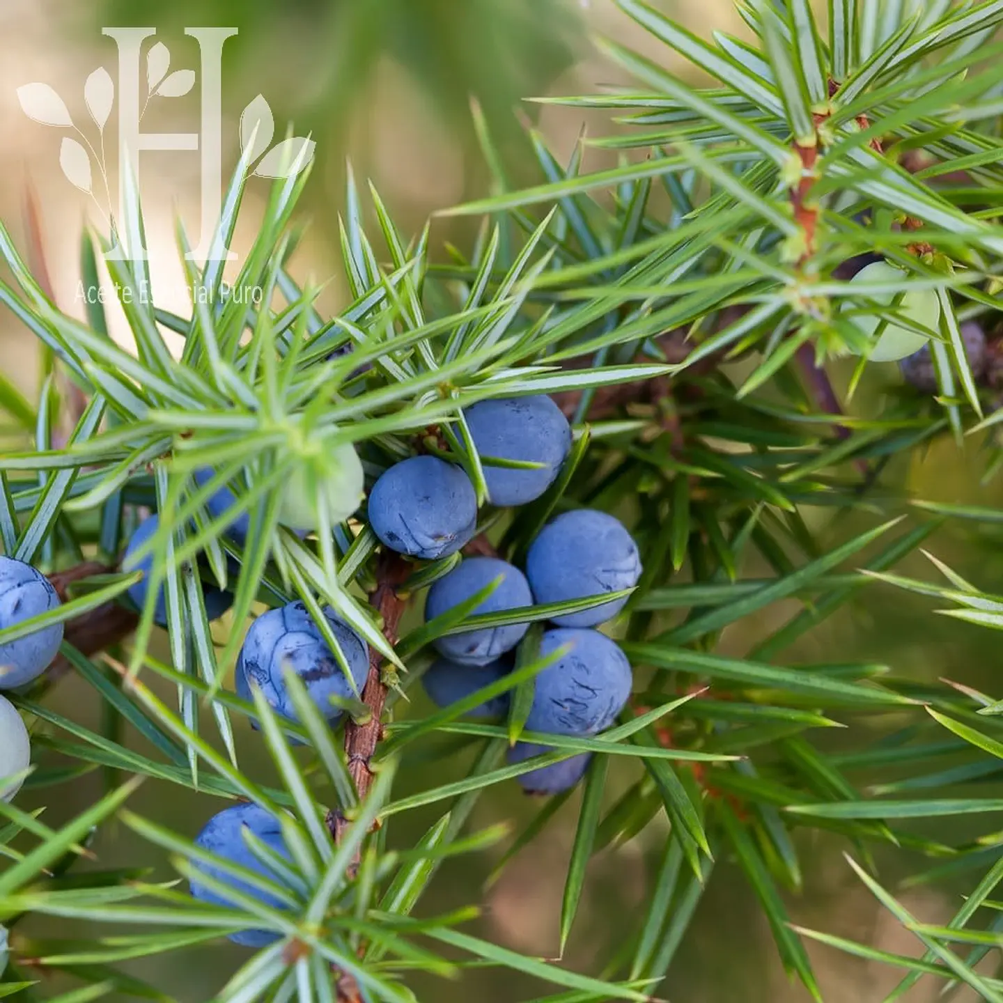 Enebro BIO Aceite Esencial 5 ml 1