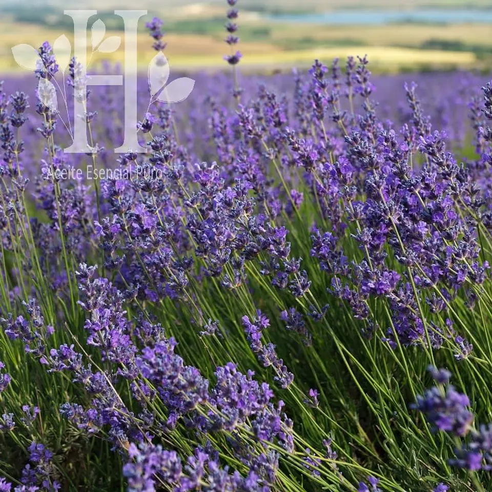 Aceite esencial de Lavandín Super 5 ml 1