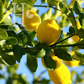 Limón Bio Aceite Esencial 15 ml