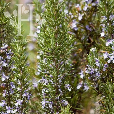 Romero Officinalis Bio Aceite Esencial 15 ml