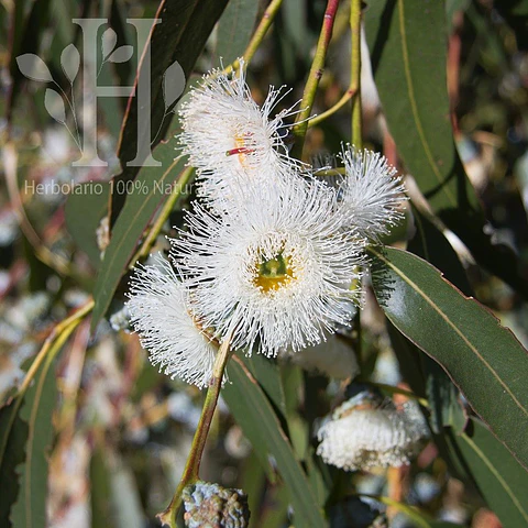 Eucalipto Globulus  Bio Aceite Esencial 5 ml