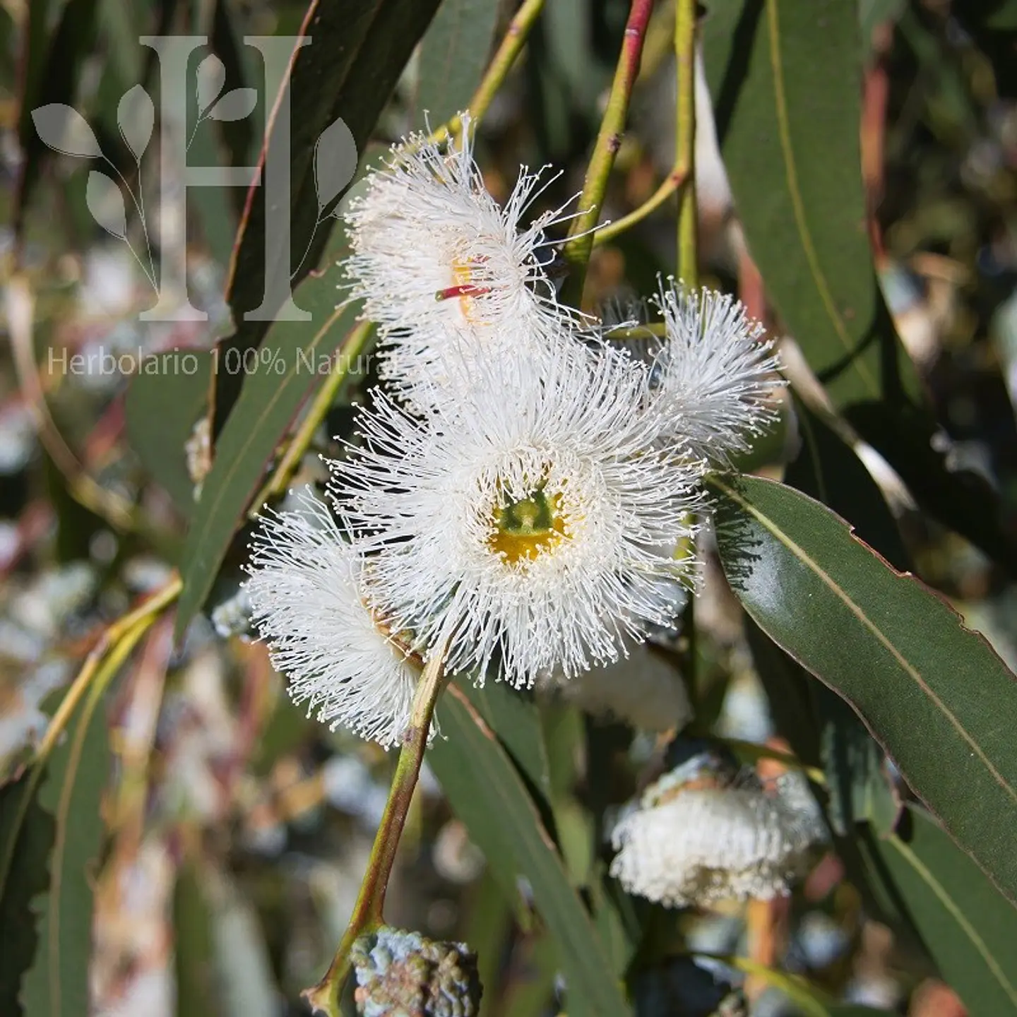 Aceite esencial de Eucalipto Globulus 1