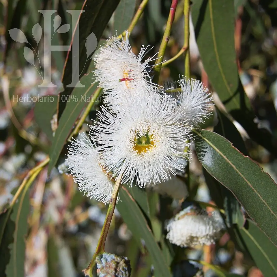 Aceite esencial de Eucalipto Globulus 1