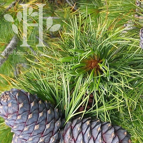 Cedro de Atlas Aceite Esencial 5 ml