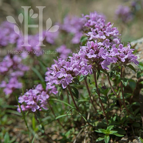 Tomillo Borneol Aceite Esencial 5 ml