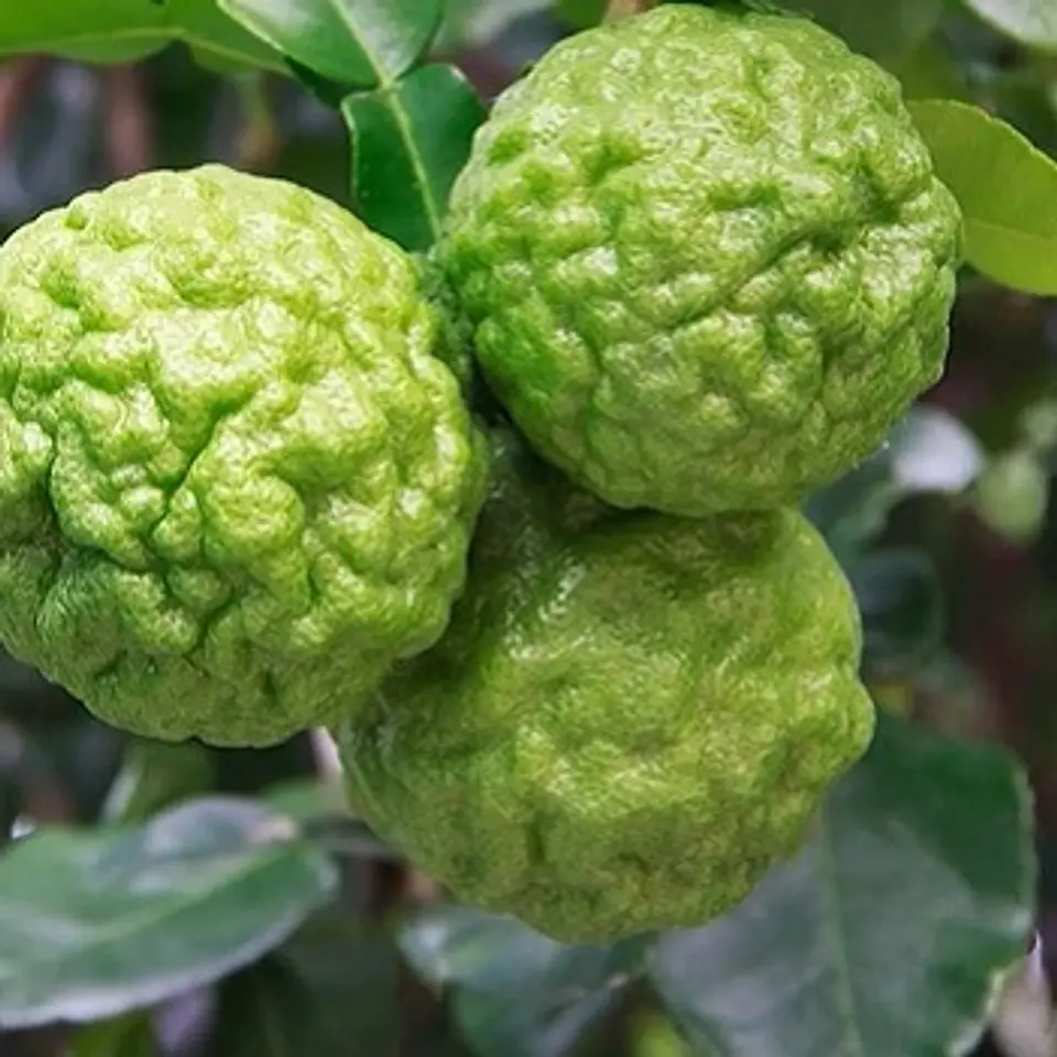 Bergamota Fragancia 30 ml 1