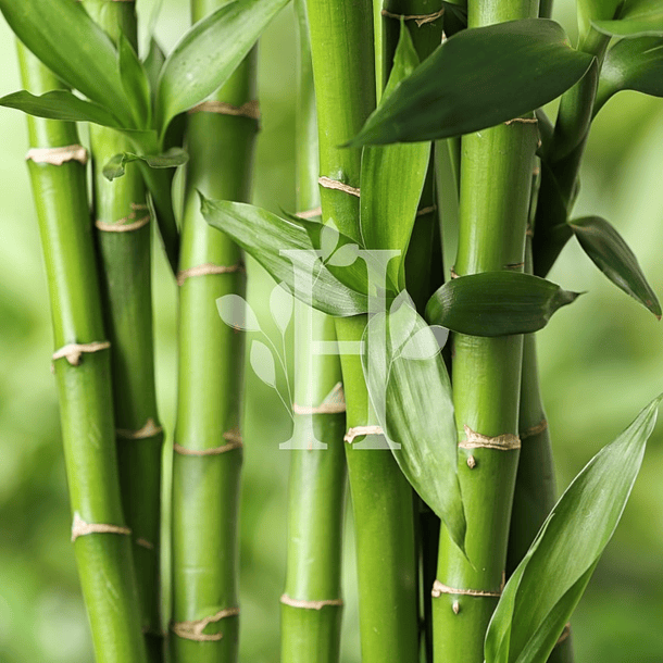 Extracto de Bamboo 100 ml
