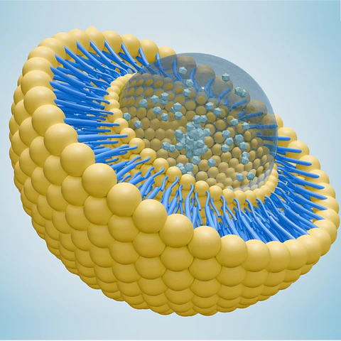 Resveratrol Liposomado con Hexapeptidos y Extracto de Arandanos 15 gramos