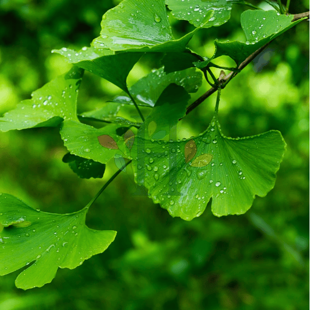 Gingko Biloba 100 ml