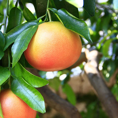 Pomelo Fragancia 30 ml