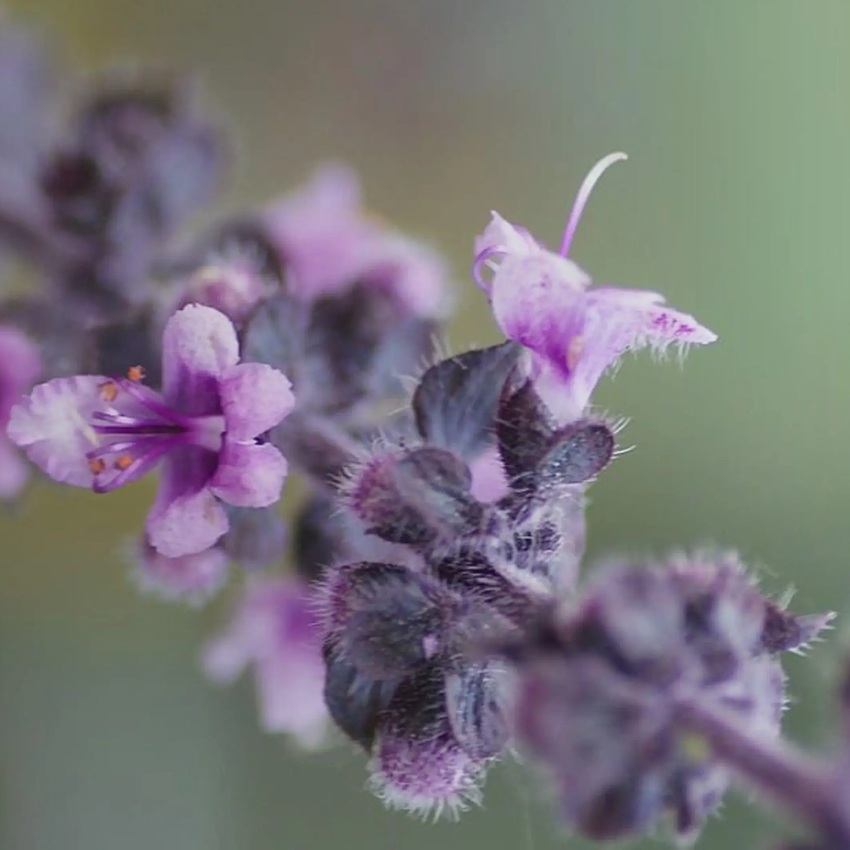 Aceite esencial de Patchouli 5 ml