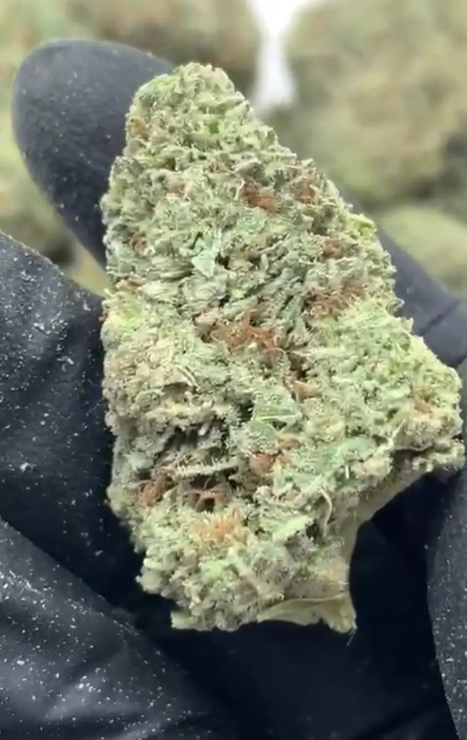 Pineapple Indoor CBD 1