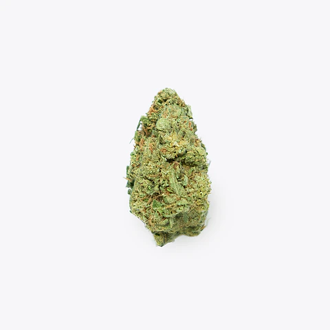 Mimosa