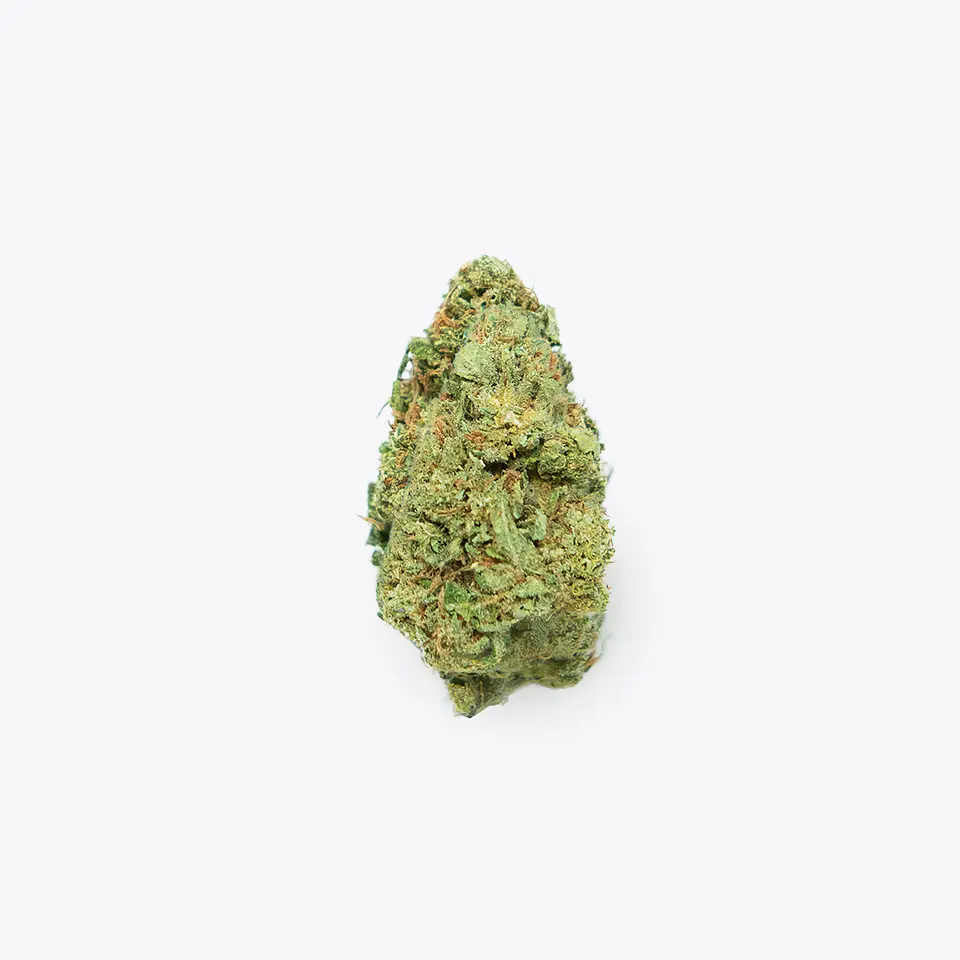 Mimosa 1