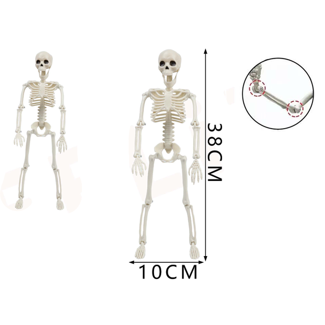 Esqueleto Articulado Movil 38Cm 1