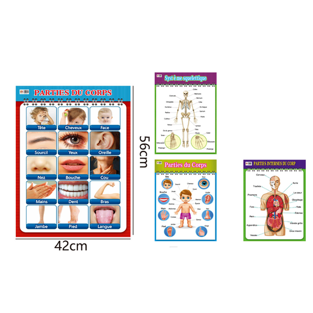 Block de organos guerpo humanos frances 1