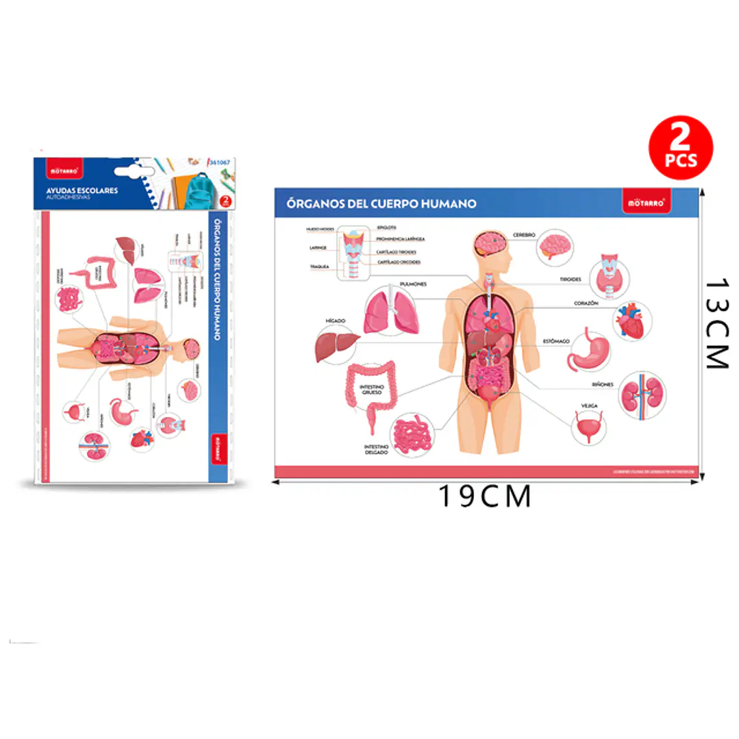 Poster Órganos Del Cuerpo Humano Autoadhesivo 2Pcs 19X13Cm 1