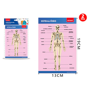 Poster Sistema Oseo Autoadhesivo 2Pcs 19X13Cm