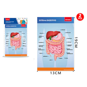 Poster Sistema Digestivo Autoadhesivo 2Pcs 19X13Cm