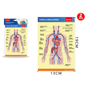 Poster Sistema Circulatorio Autoadhesivo 2Pcs 19X13Cm