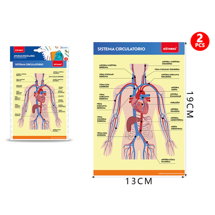 Poster Sistema Circulatorio Autoadhesivo 2Pcs 19X13Cm 1