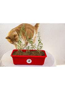 jardinera de catnip (hierba gatera)