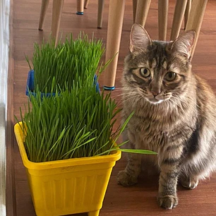 Pack Mixto: Pasto para Gatos + Catnip (Salud y Diversión)