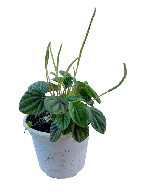 Peperomia carapeta