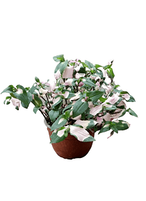 Tradescantia fluminensis pink