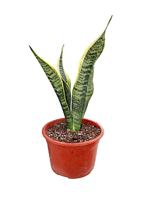 sansevieria 30 cm