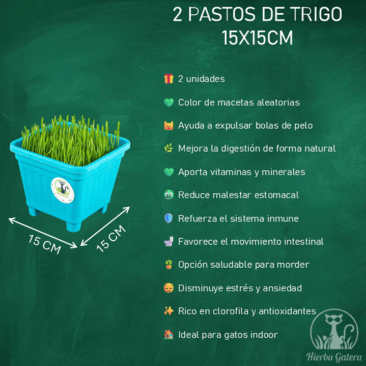 2 pastos de trigo 15x15  2