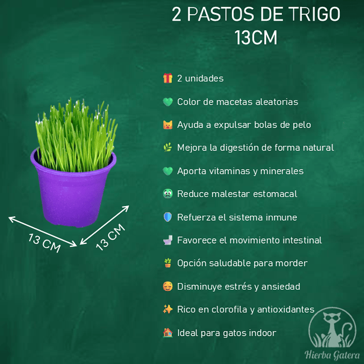2 pastos de trigo 13 cm  2