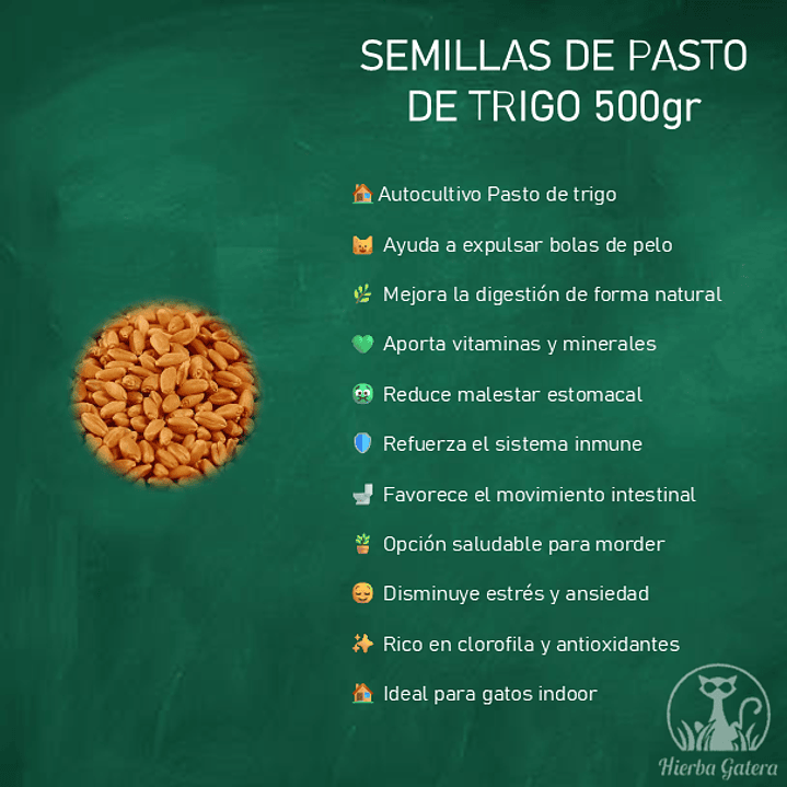 Semillas de pasto de trigo 500 gr  2