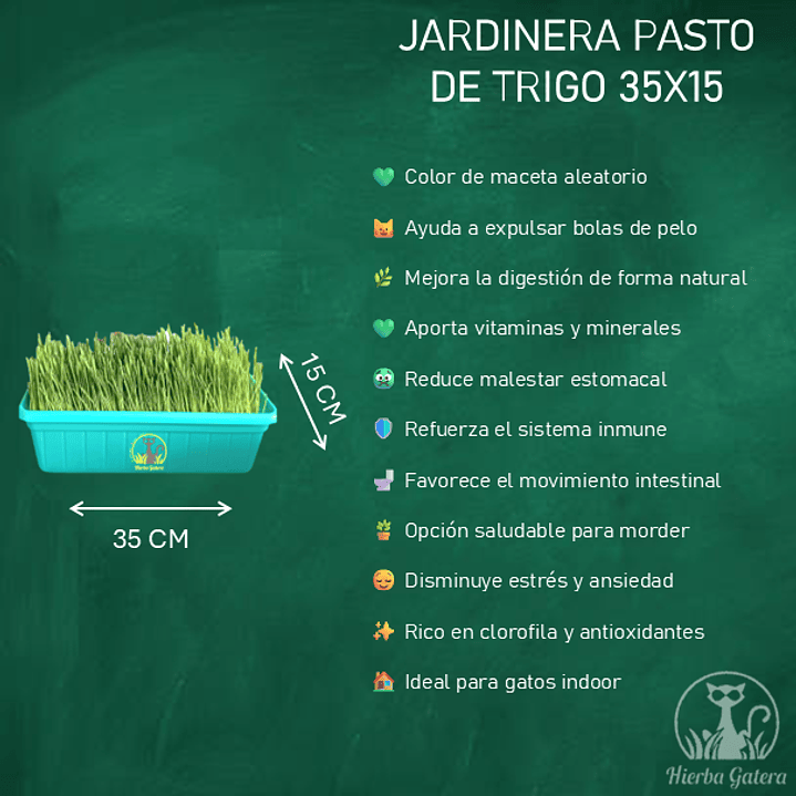 Jardinera pasto de trigo 35x15 cm 2