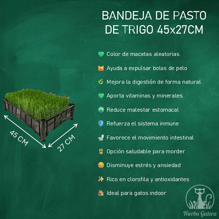bandeja de pasto de trigo 45x27cm 2