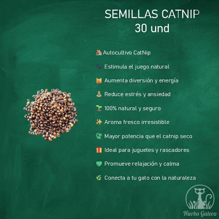 Semillas de catnip (hierba gatera) 30 unidades 2