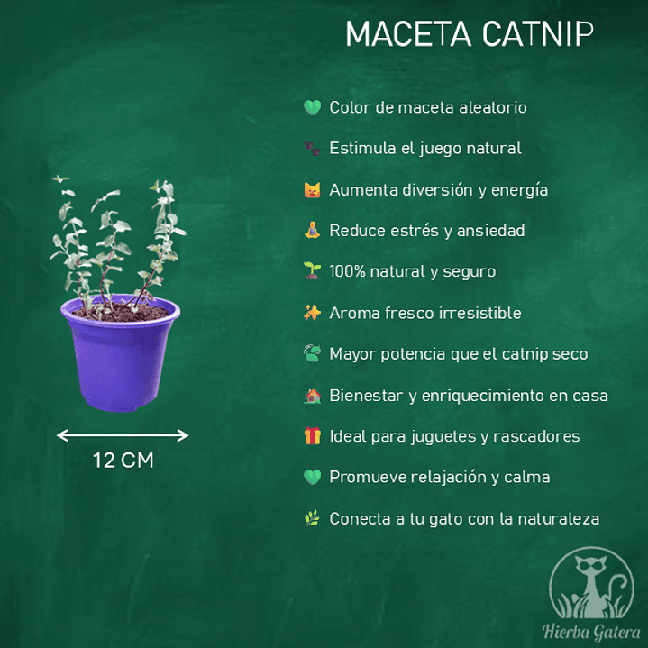 maceta de catnip (hierba gatera)  2