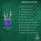 maceta de catnip (hierba gatera)  - Miniatura 2