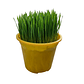 Pasto de trigo (maceta 13 cm) - Miniatura 1
