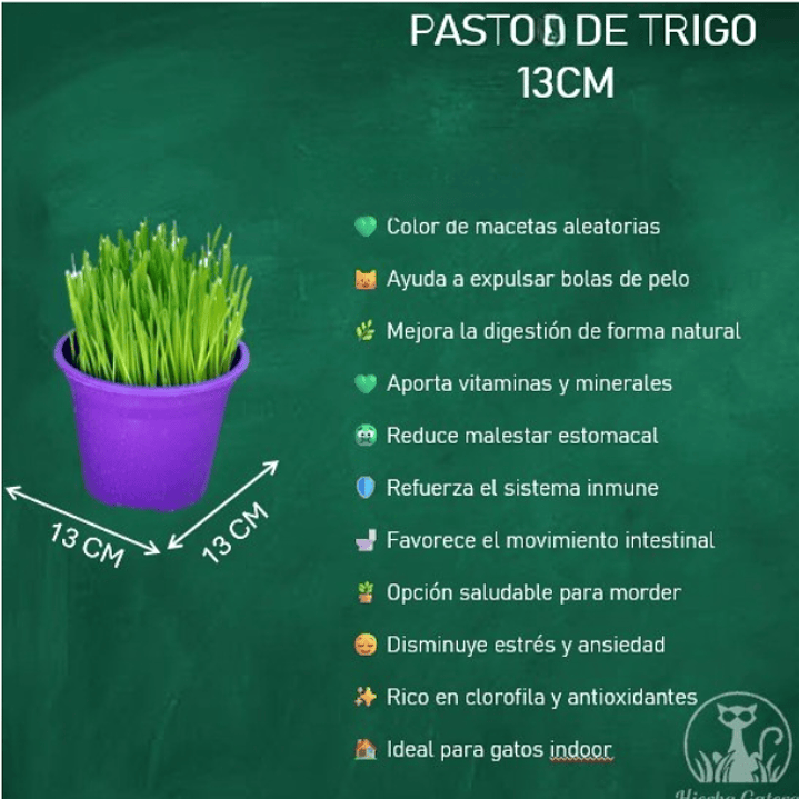 Pasto de trigo (maceta 13 cm) 2