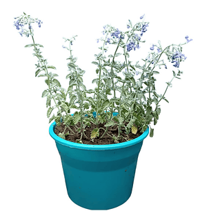 Catnip Vivo en Maceta Grande (Hierba Gatera Natural)