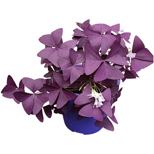 Trébol oxalis morado (trébol mariposa)