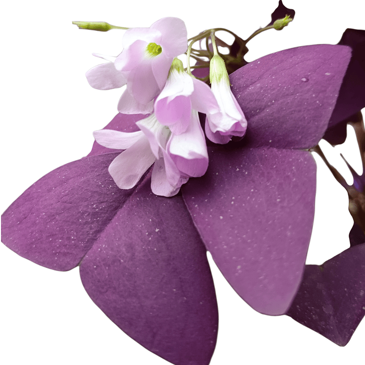 Trébol oxalis morado (trébol mariposa) 3