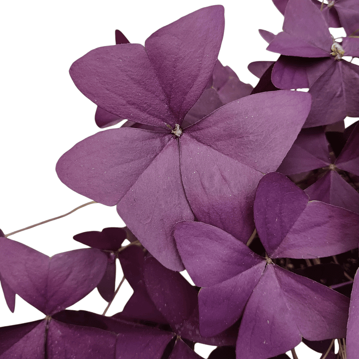 Trébol oxalis morado (trébol mariposa) 4